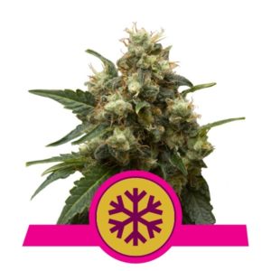 Indica Crystal Extreme